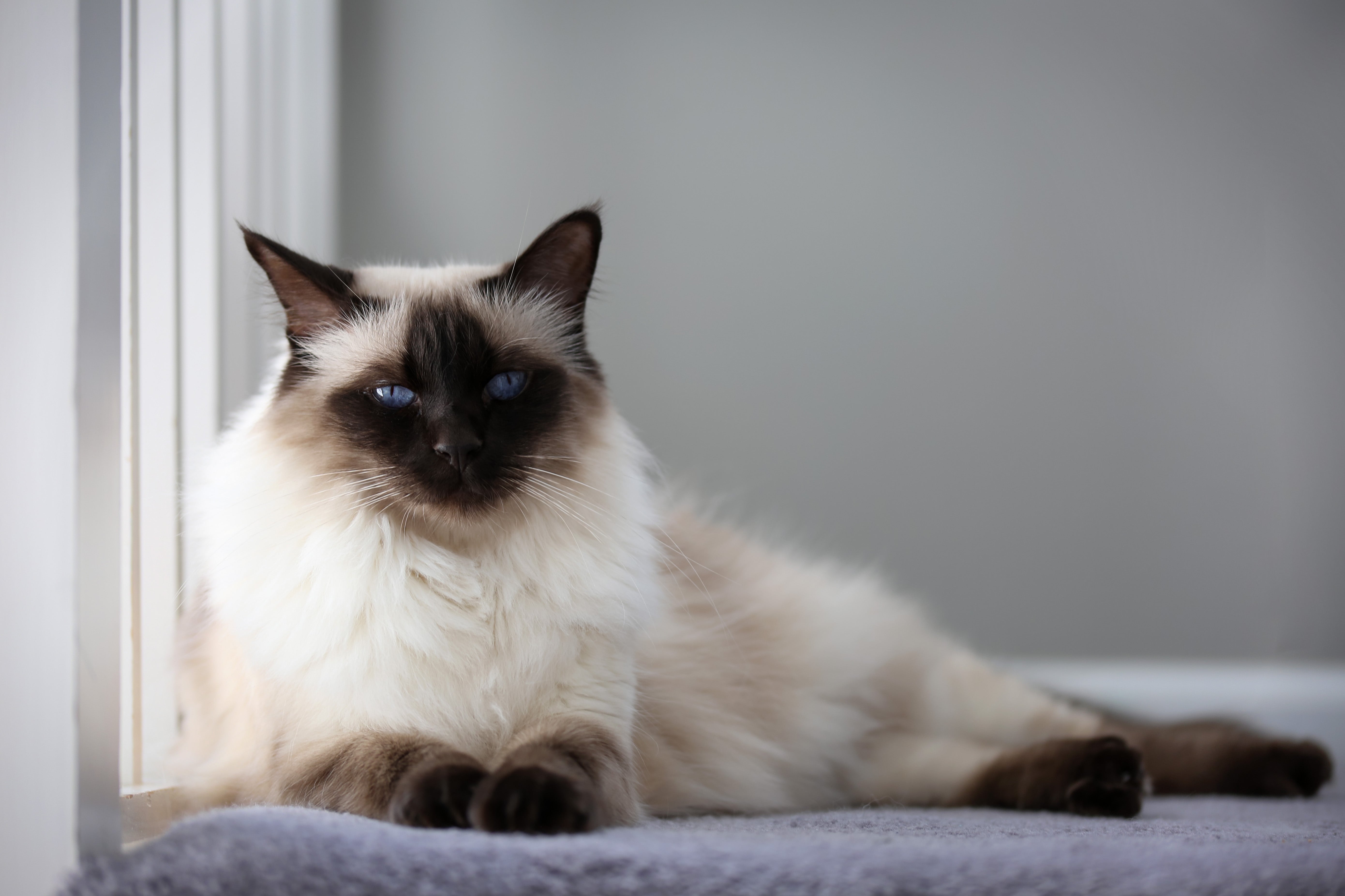 balinese cat for adoption near me