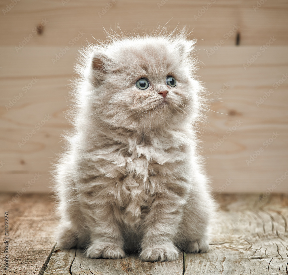 small kitten