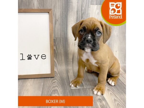 boxer dogs for sale in ky