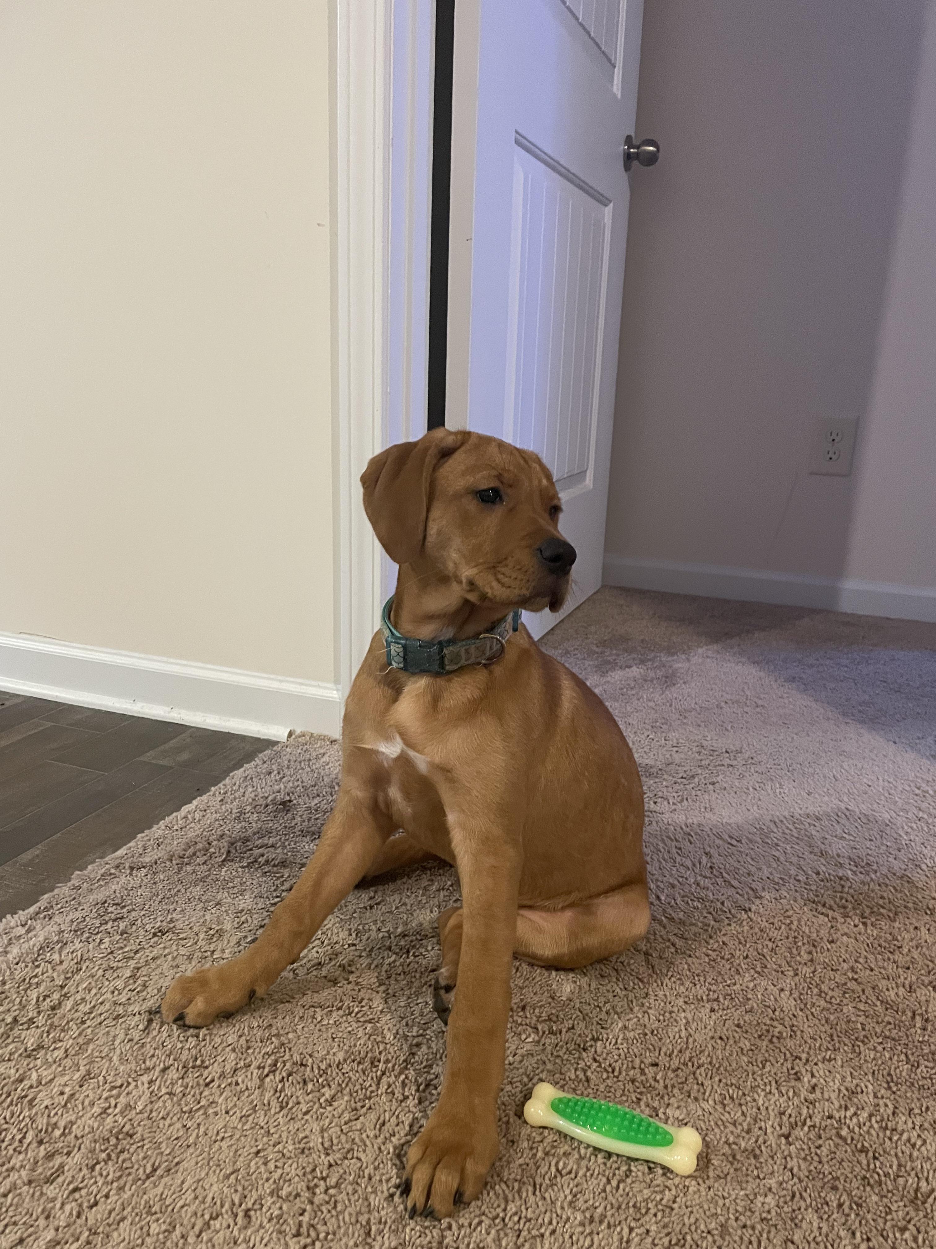 rhodesian ridgeback lab