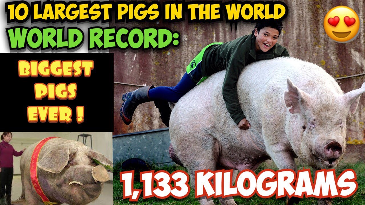 largest pig breed