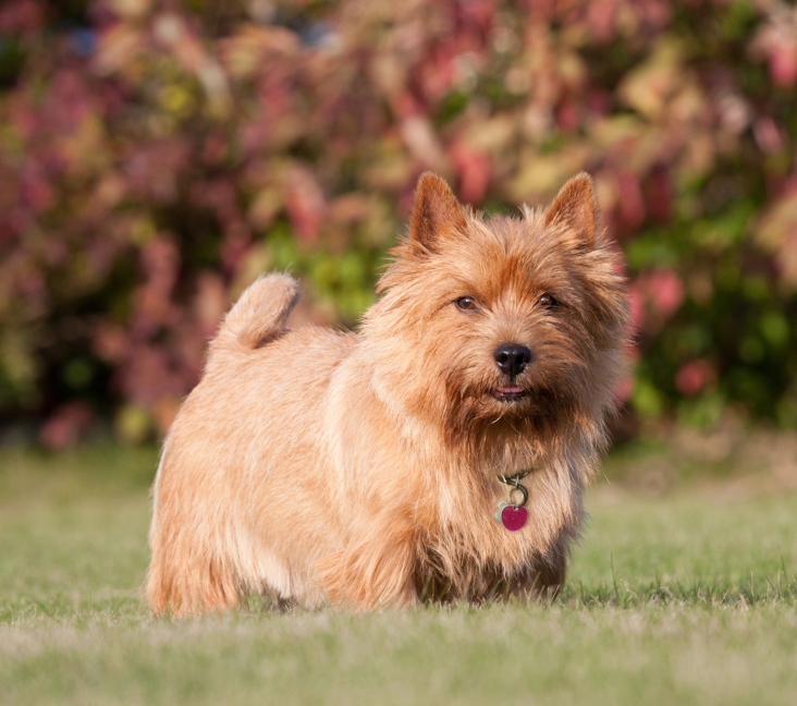 norwich terrier for adoption