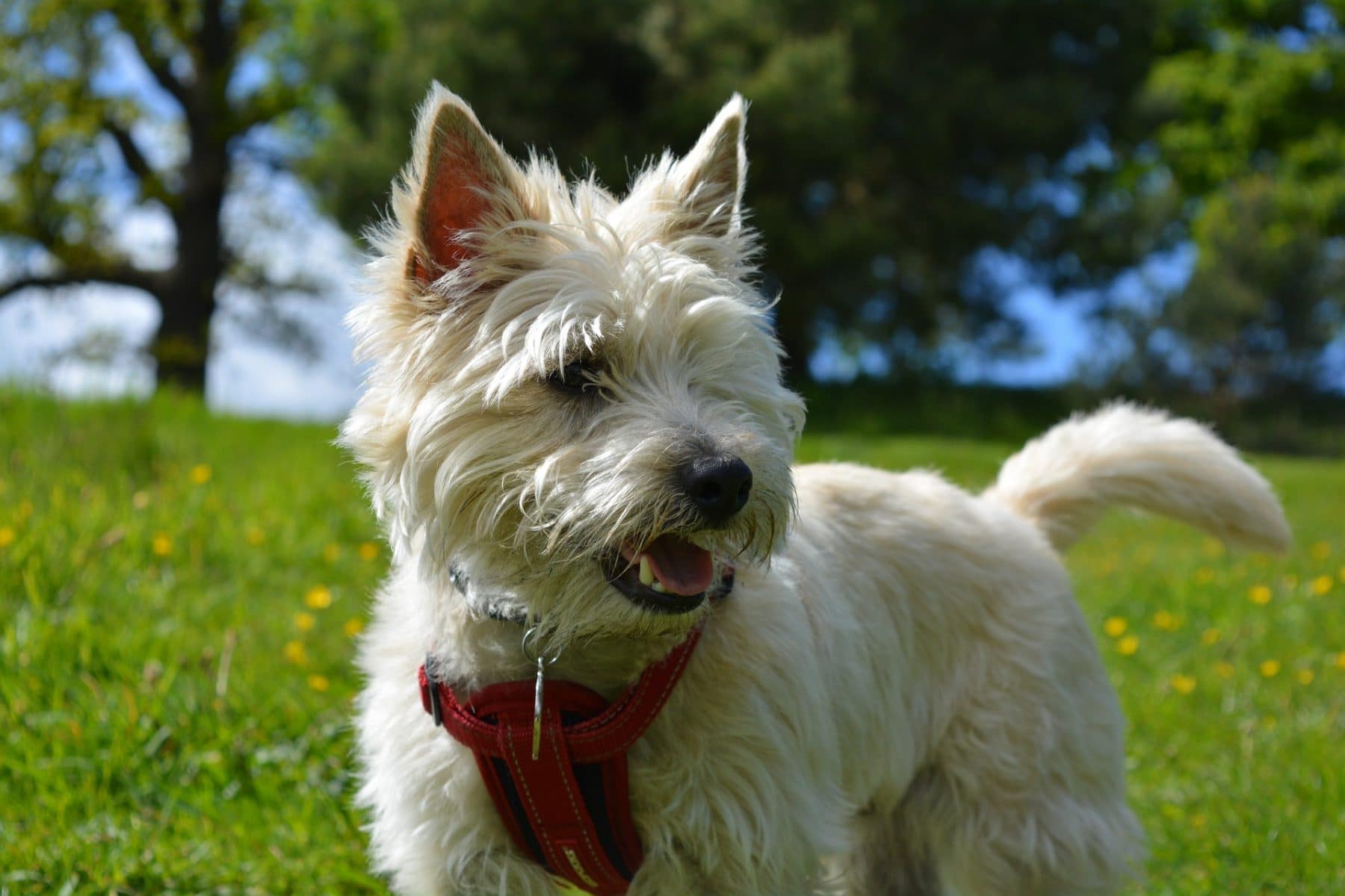 terrier grooming styles
