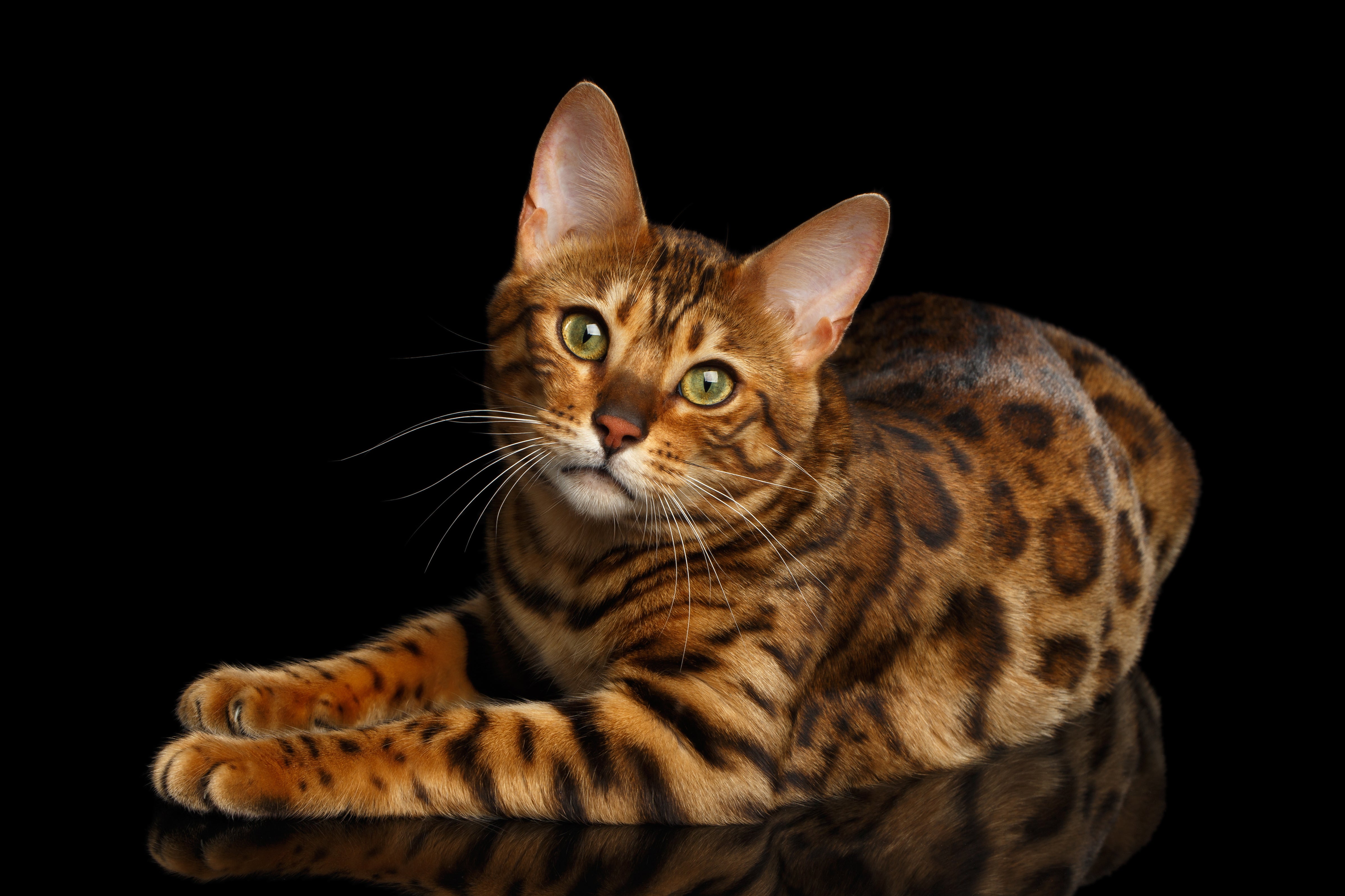 bengal cats adoption
