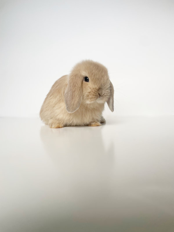 rabbits for sale nj
