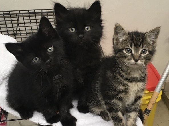 kittens for adoption in rhode island