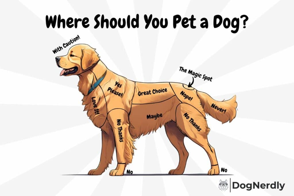 where to take my dog today