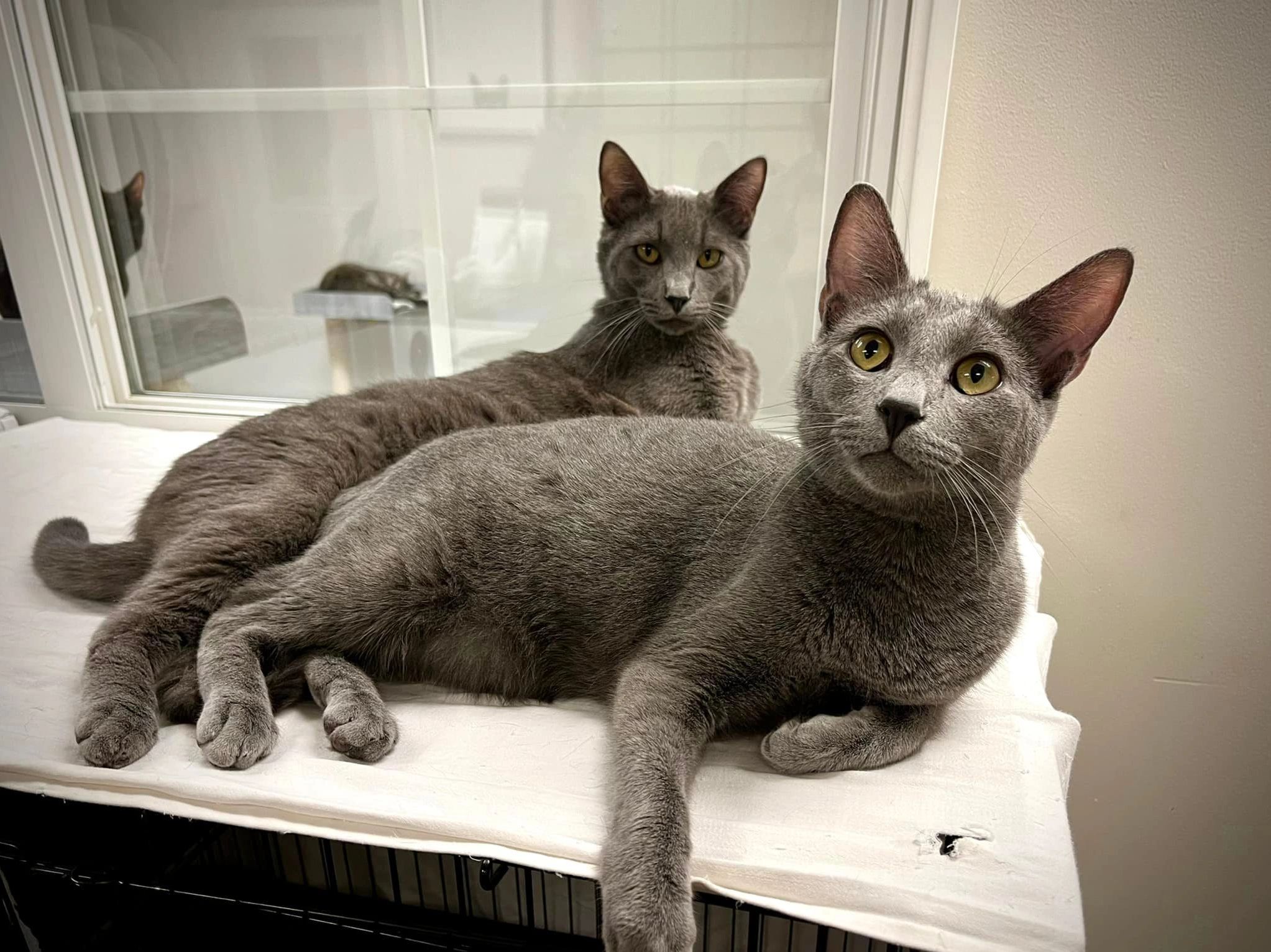 kitten and puppy division