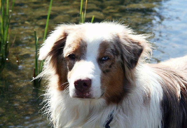 australian shepherd washington state
