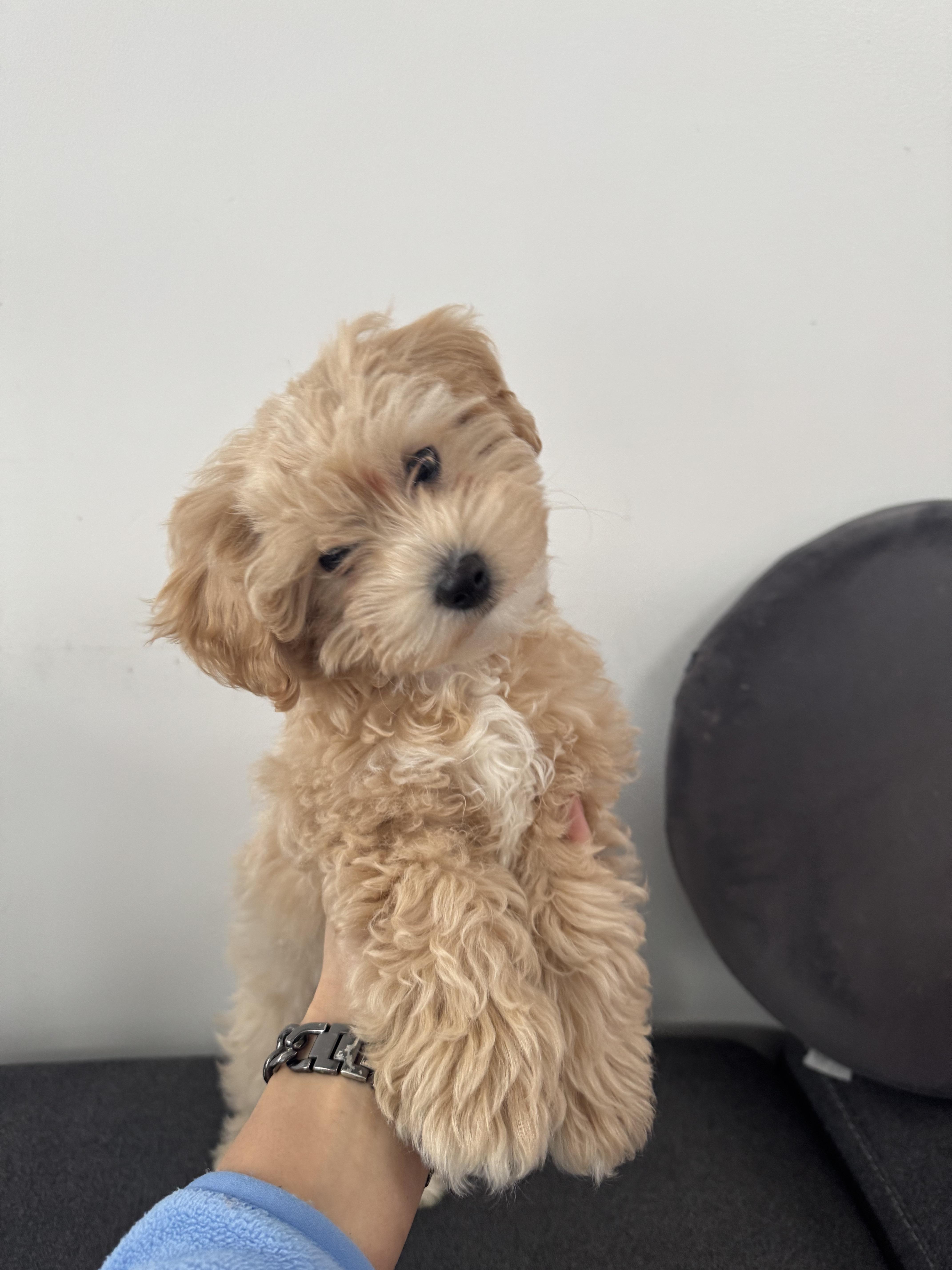 adult toy maltipoo