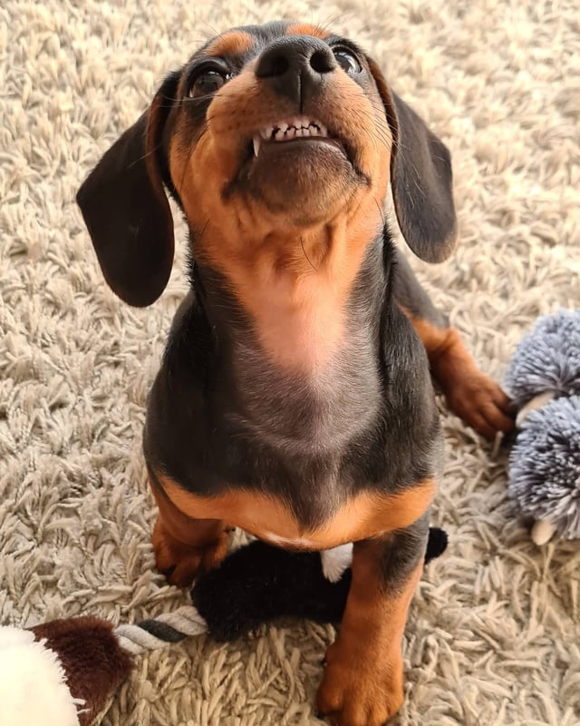jack russell dachshund mix puppy