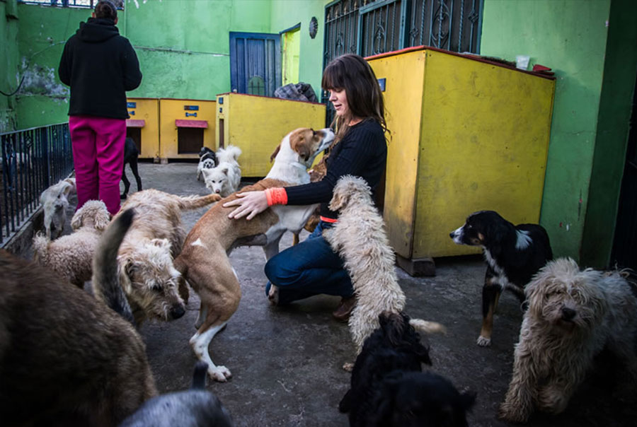 adopt a dog from mexico