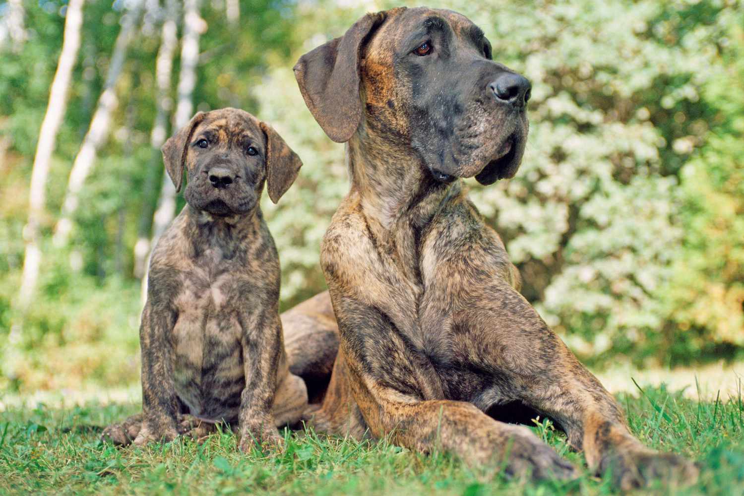 great dane brindle puppy