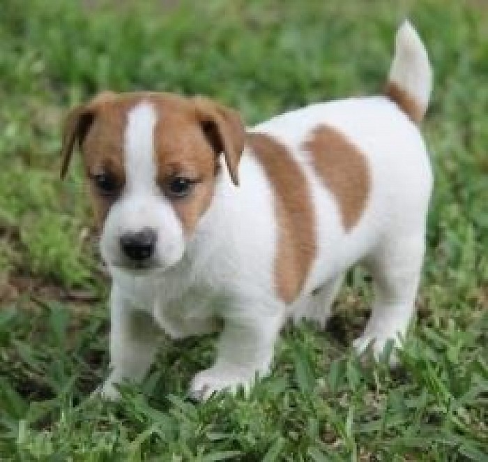 jack russell puppies texas