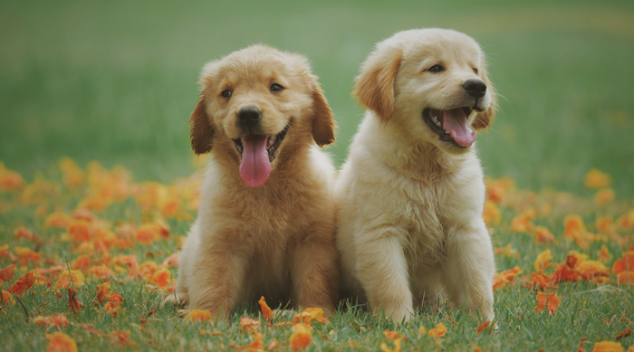 free puppy adoption los angeles