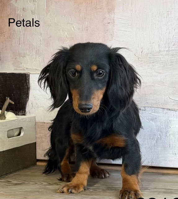 dog auctions near me