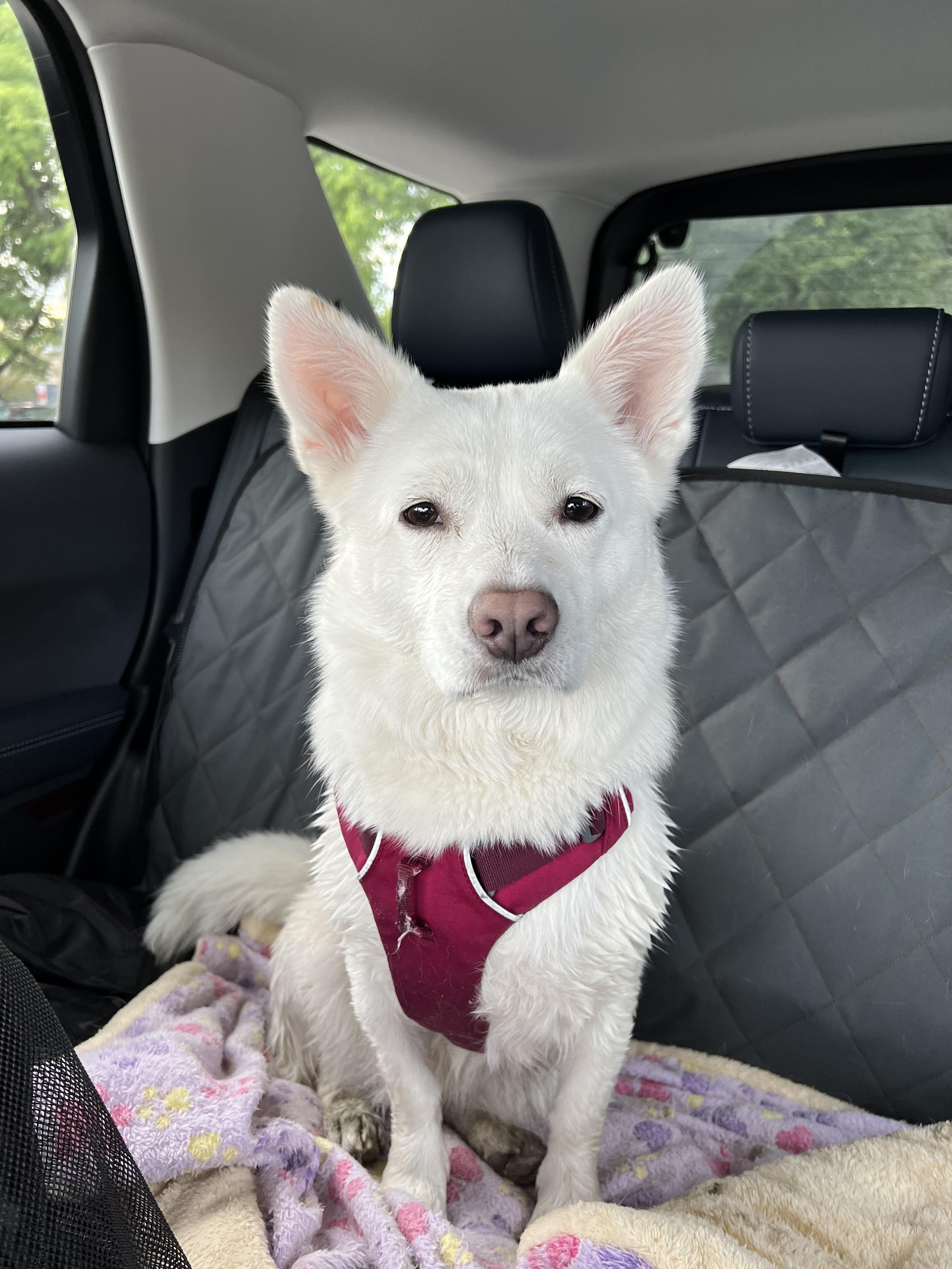 jindo corgi mix