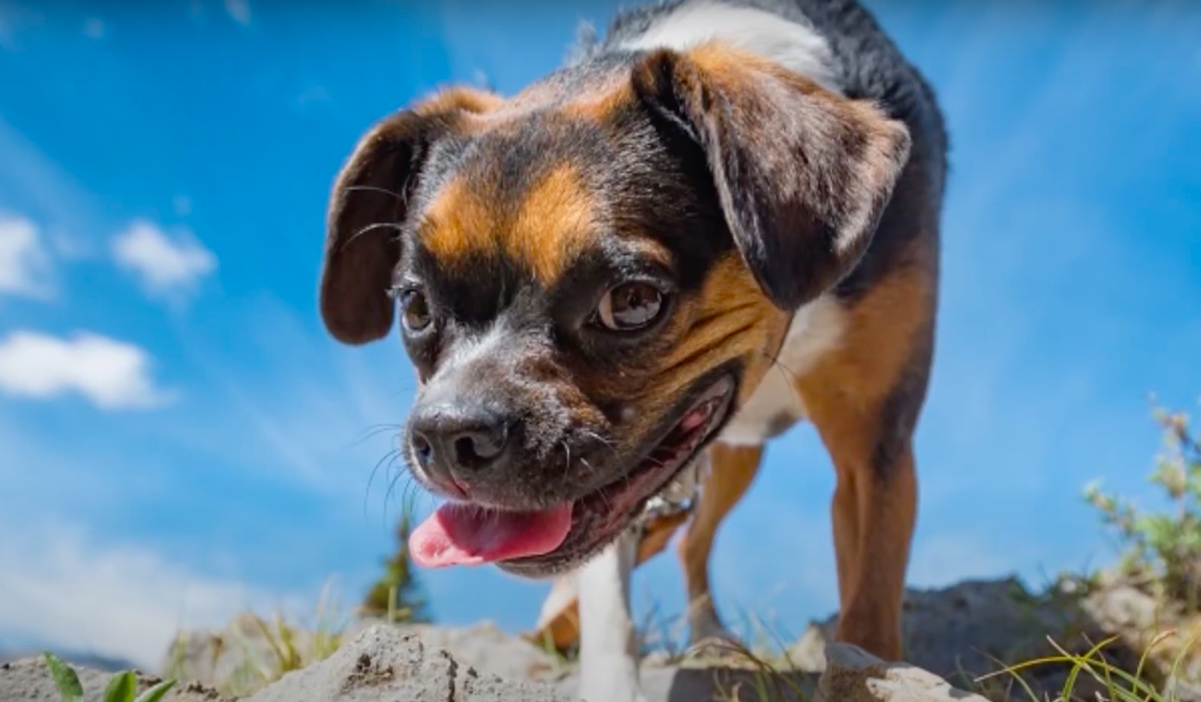 boston terrier mix with beagle