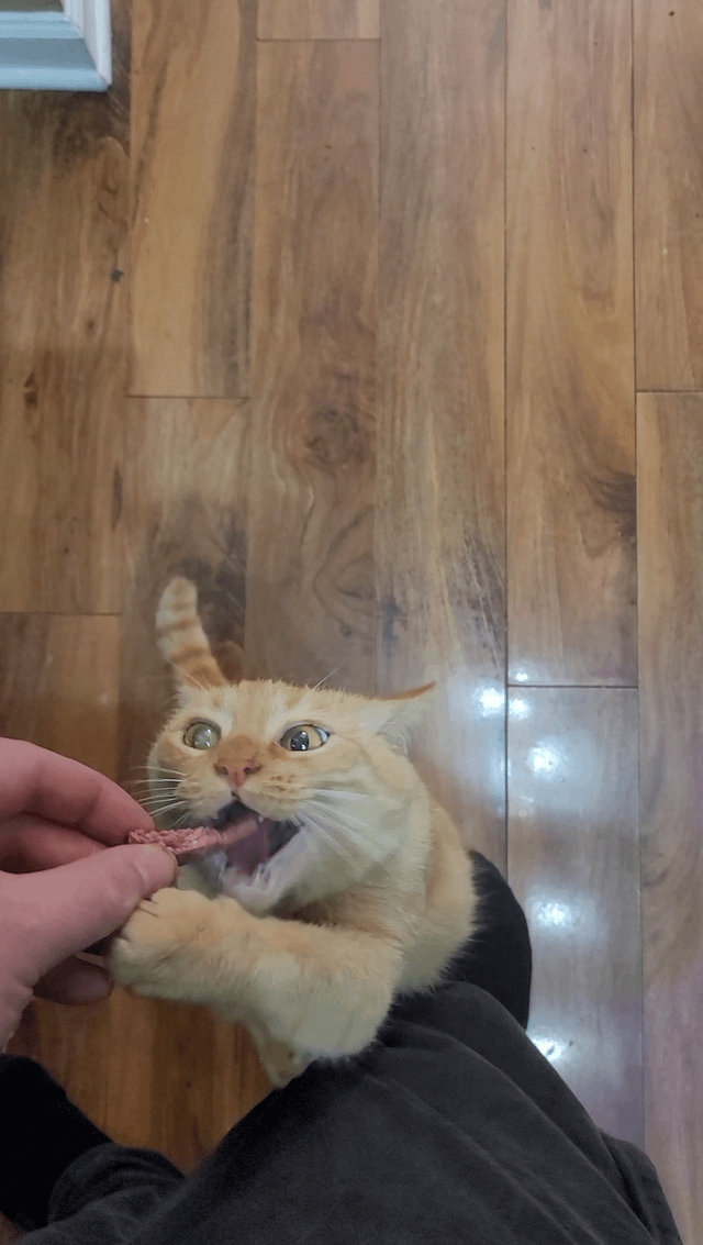 can cats eat summer sausage