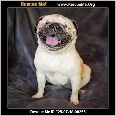 pug rescue new mexico