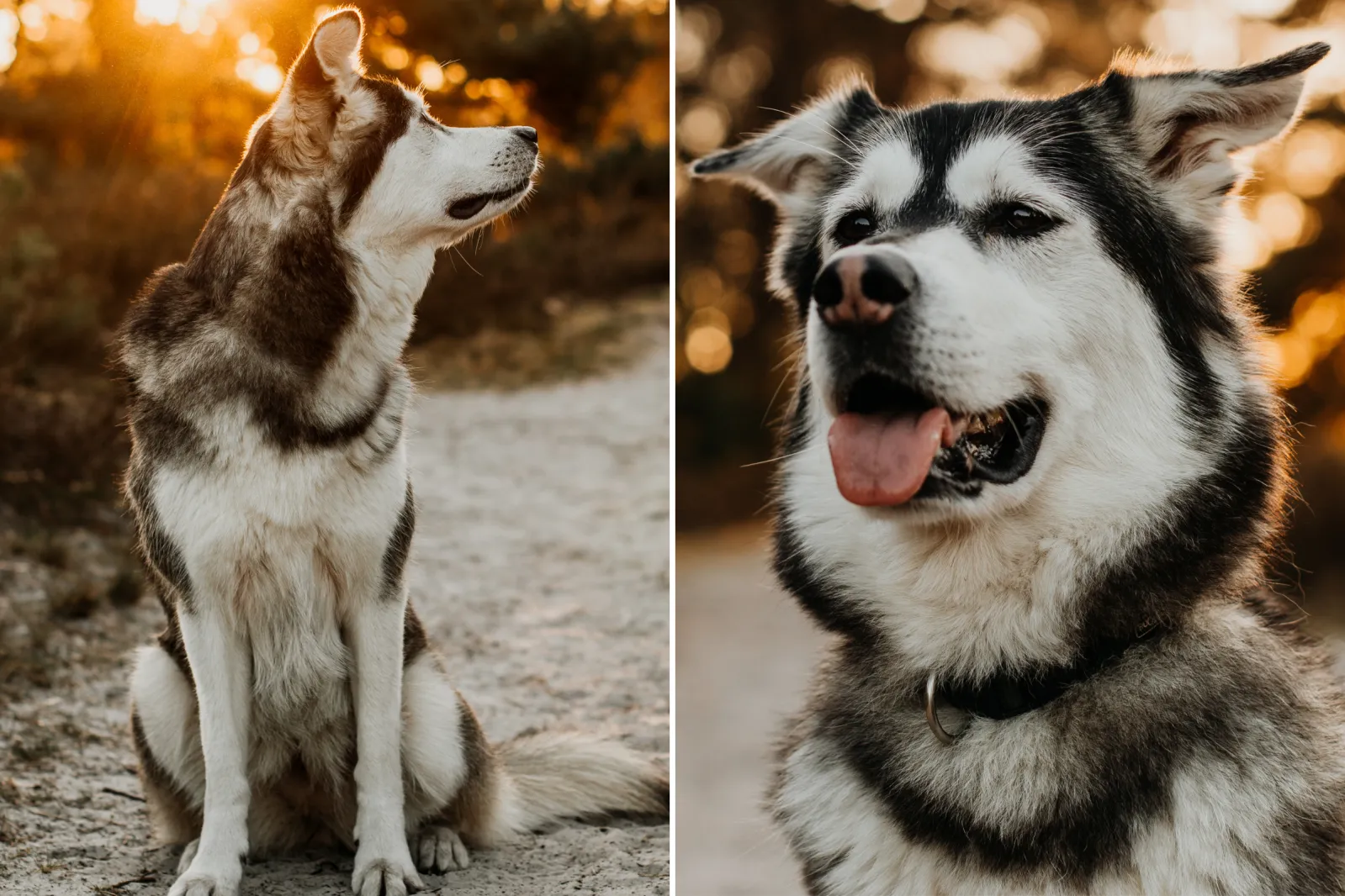 siberian husky golden retriever mix