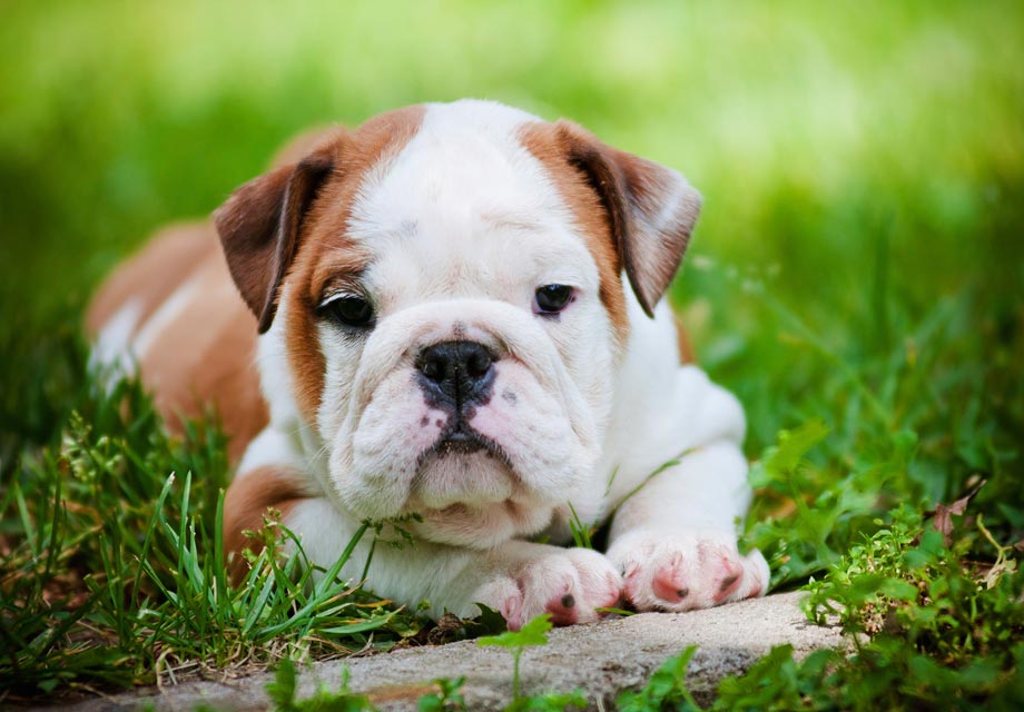 english bulldog breeders in michigan