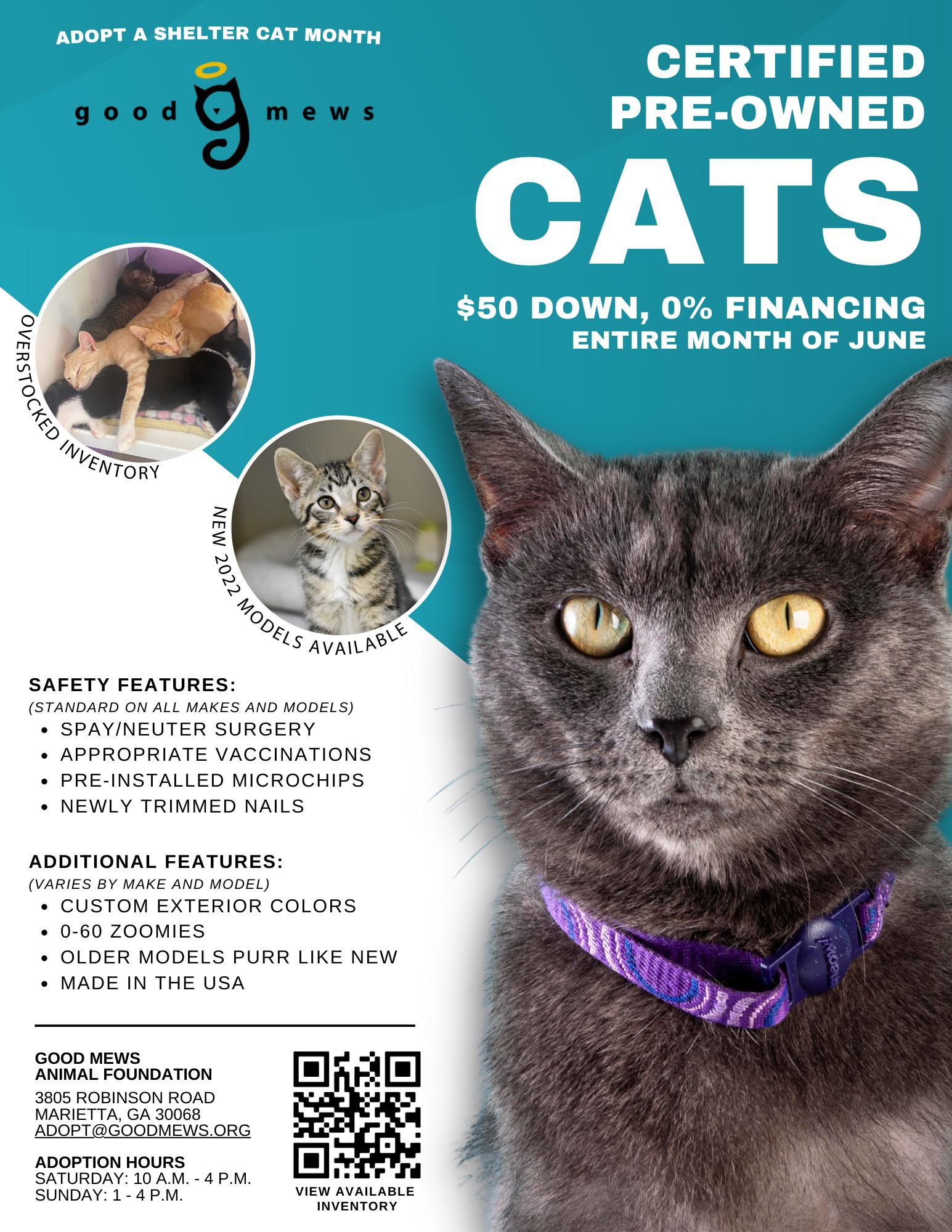 cat adoption advertisement
