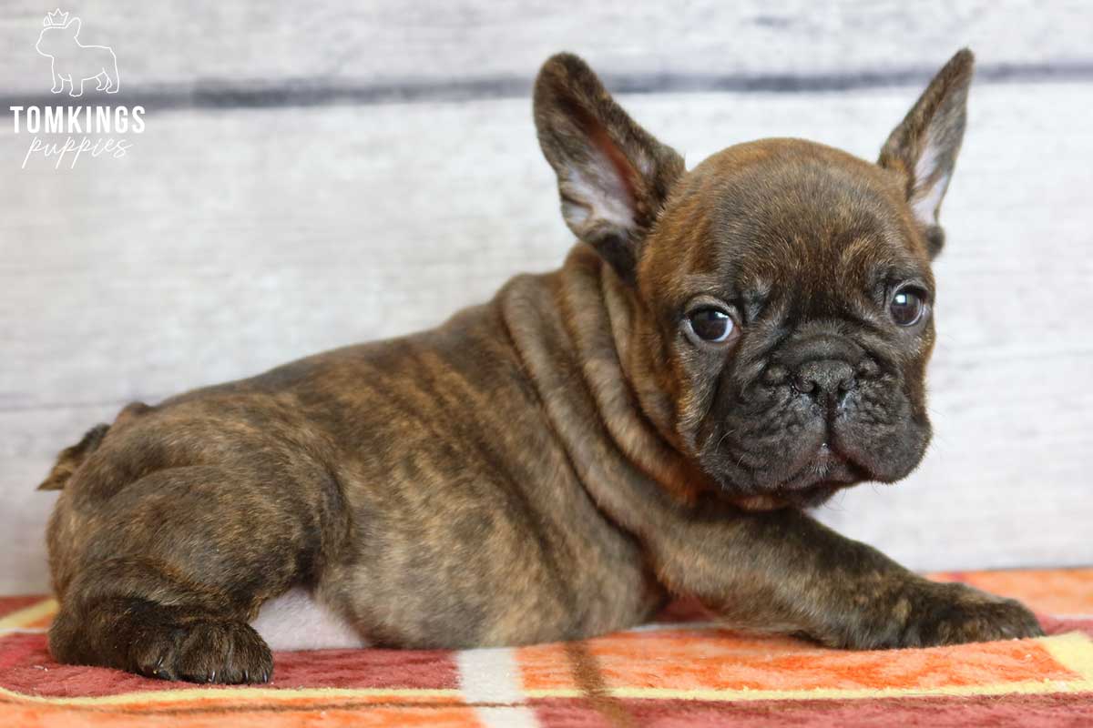brown brindle french bulldog
