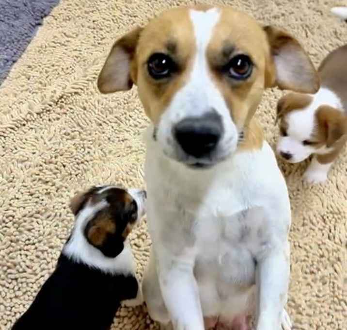 beagle puppies for sale in maine