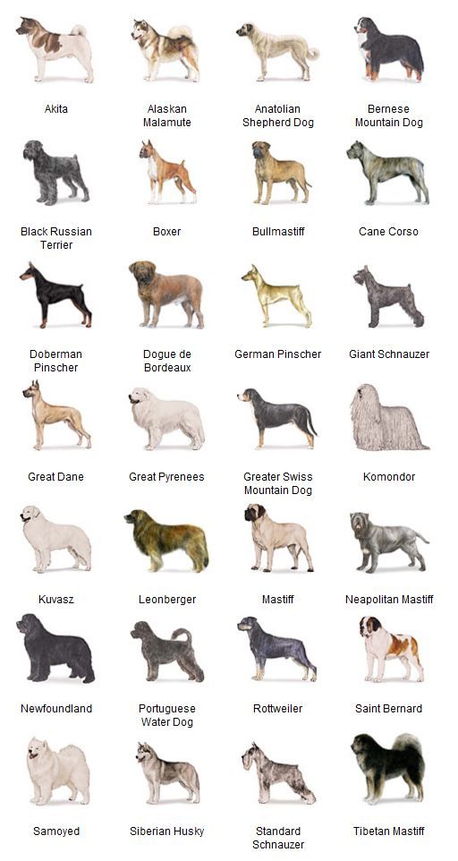 list dogs