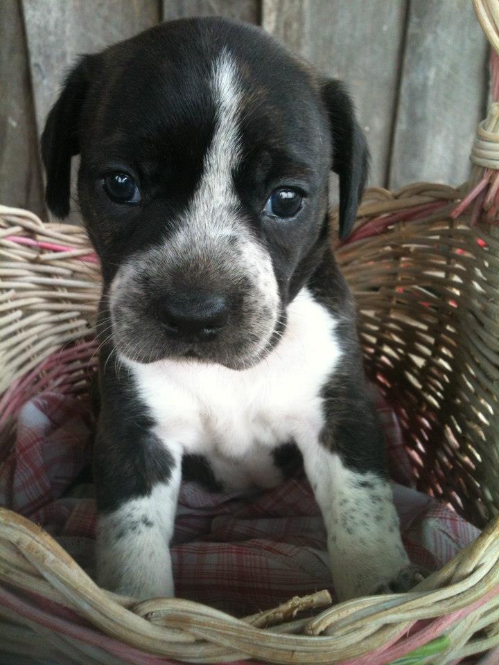 boston terrier beagle mix puppy