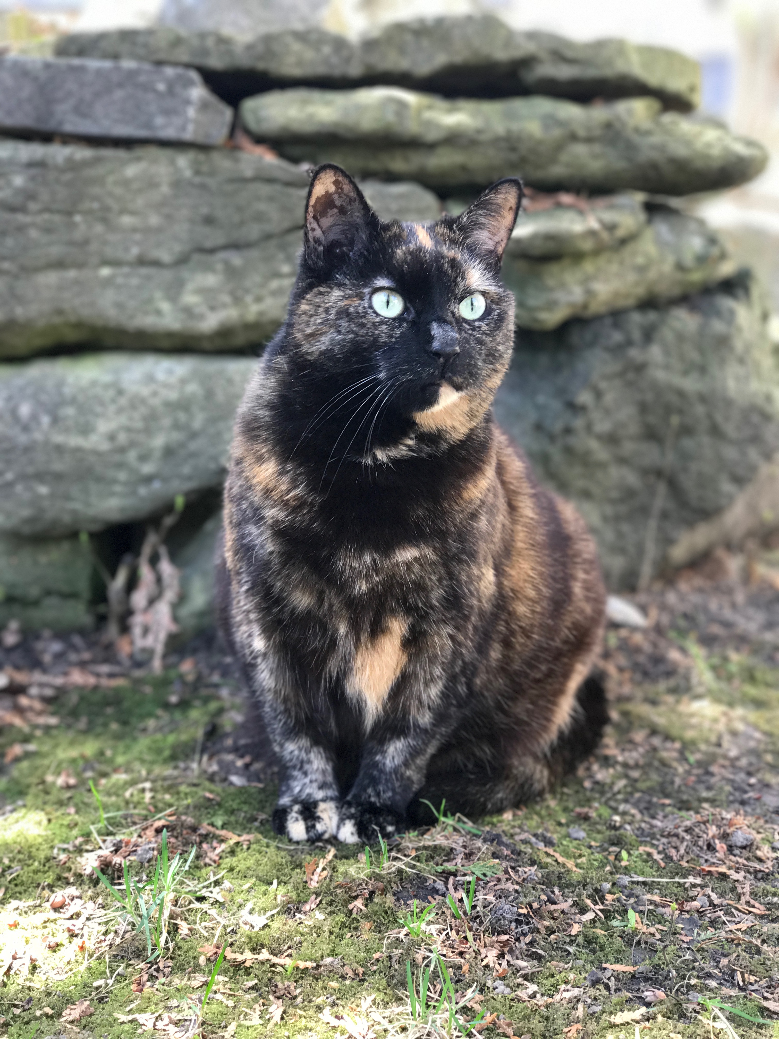 brindle coloured cat