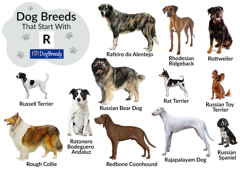 r dog breeds
