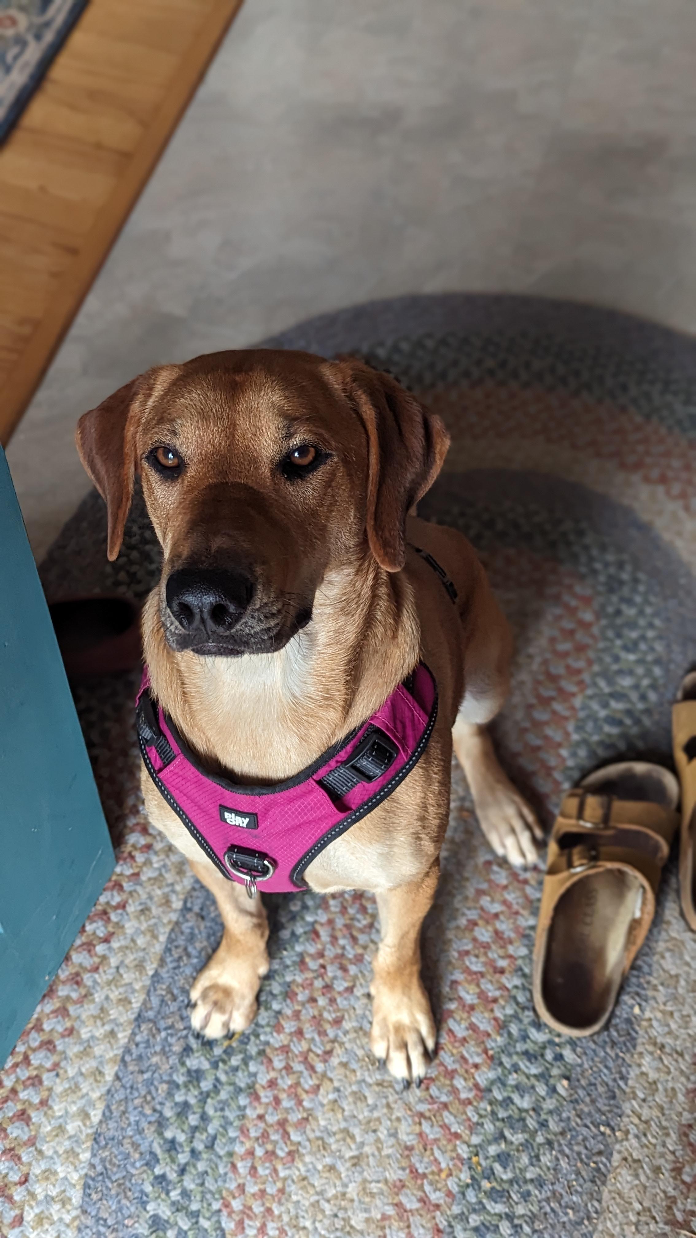 rhodesian ridgeback lab