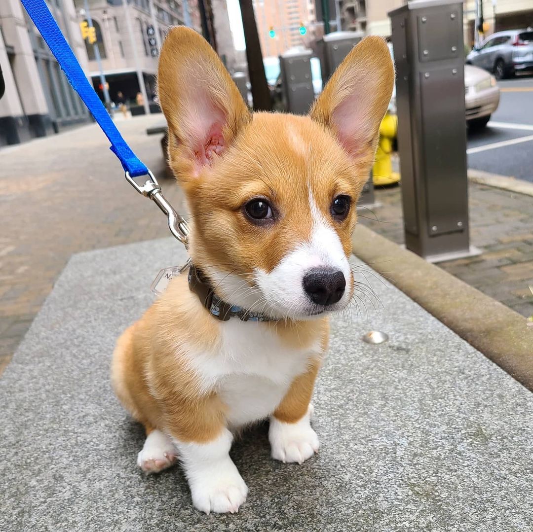 corgi puppies for sale under $300 near me