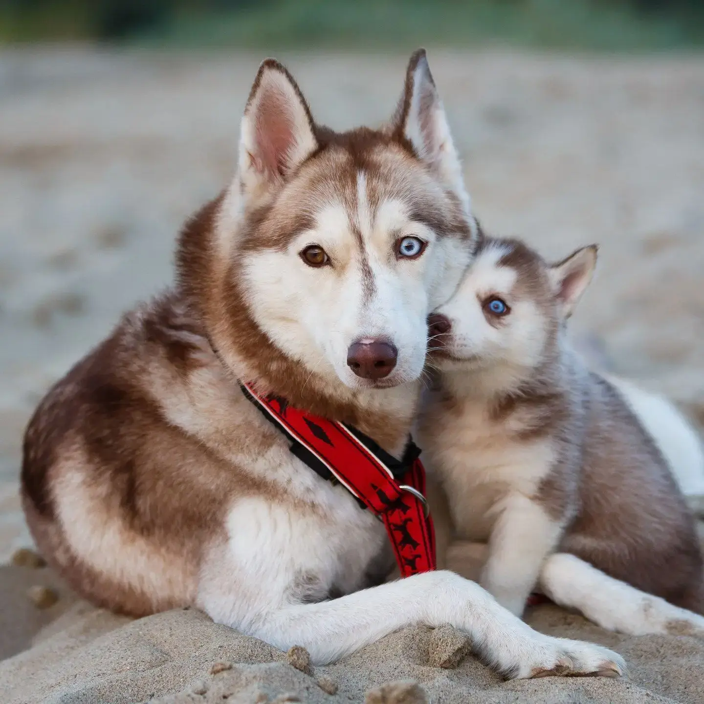 buy dogs india online