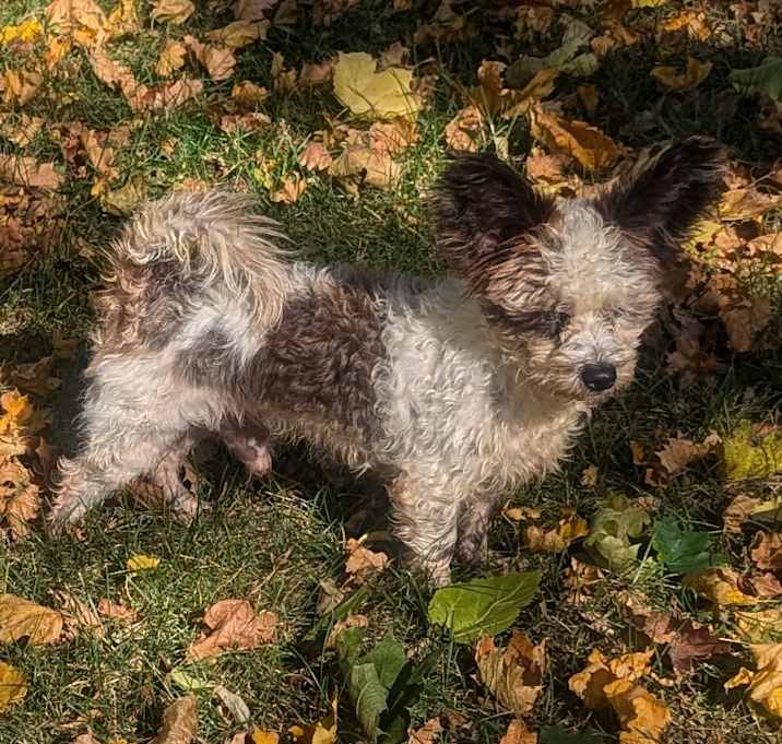 adoptapet com small dogs