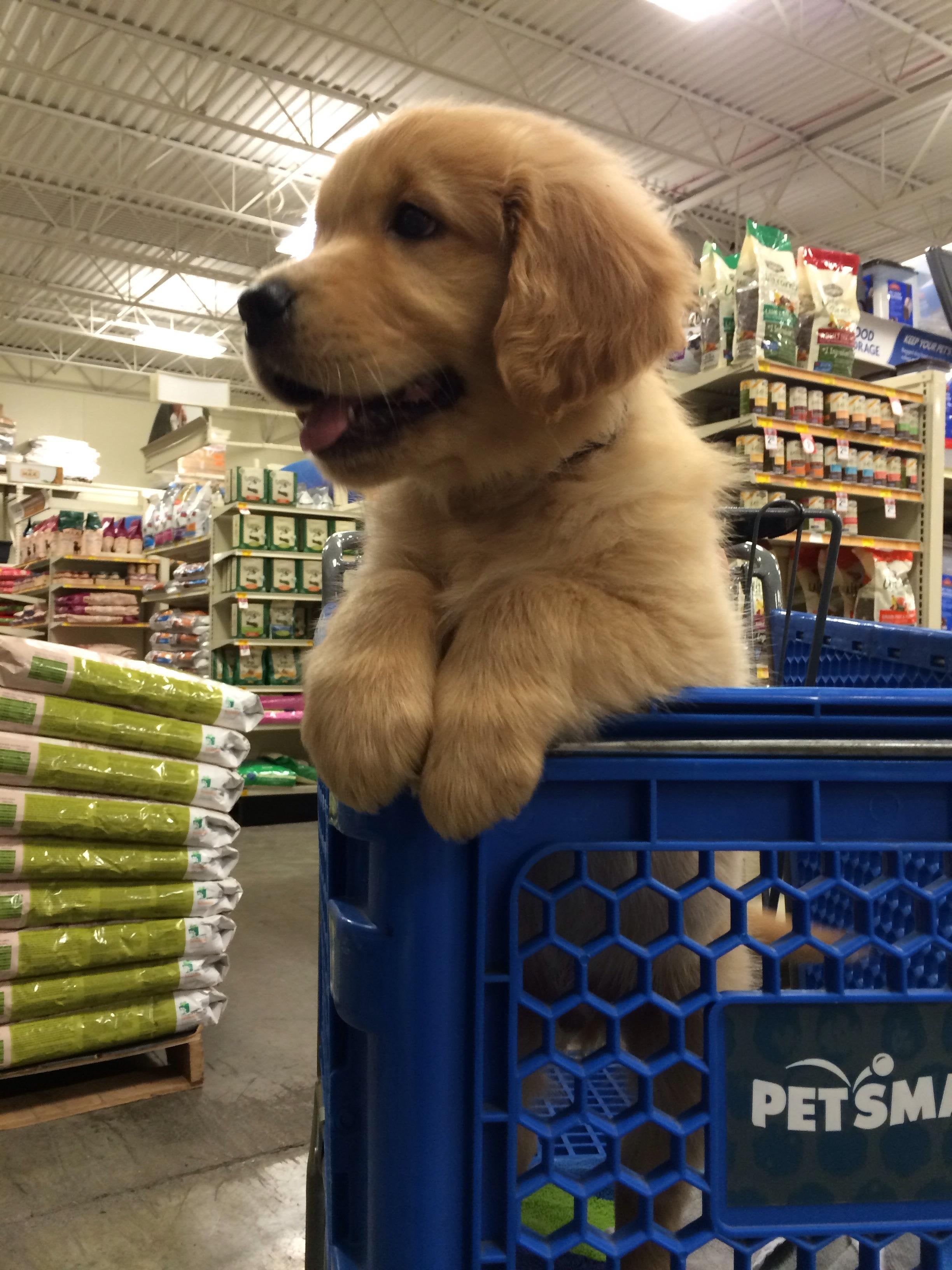 does petsmart sell puppies