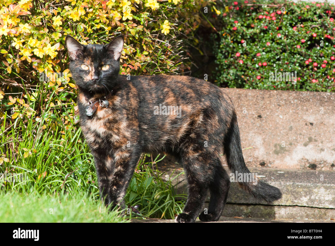 brindle coloured cat