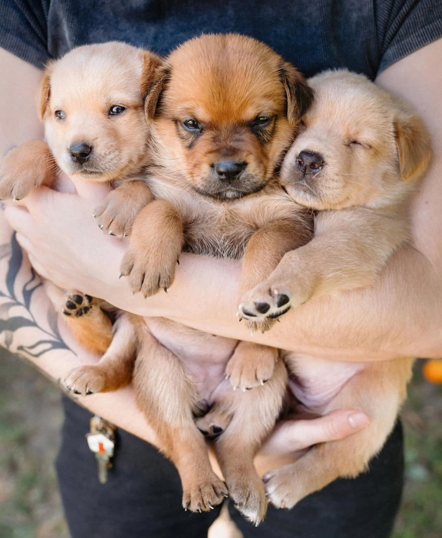 mutt puppies near me