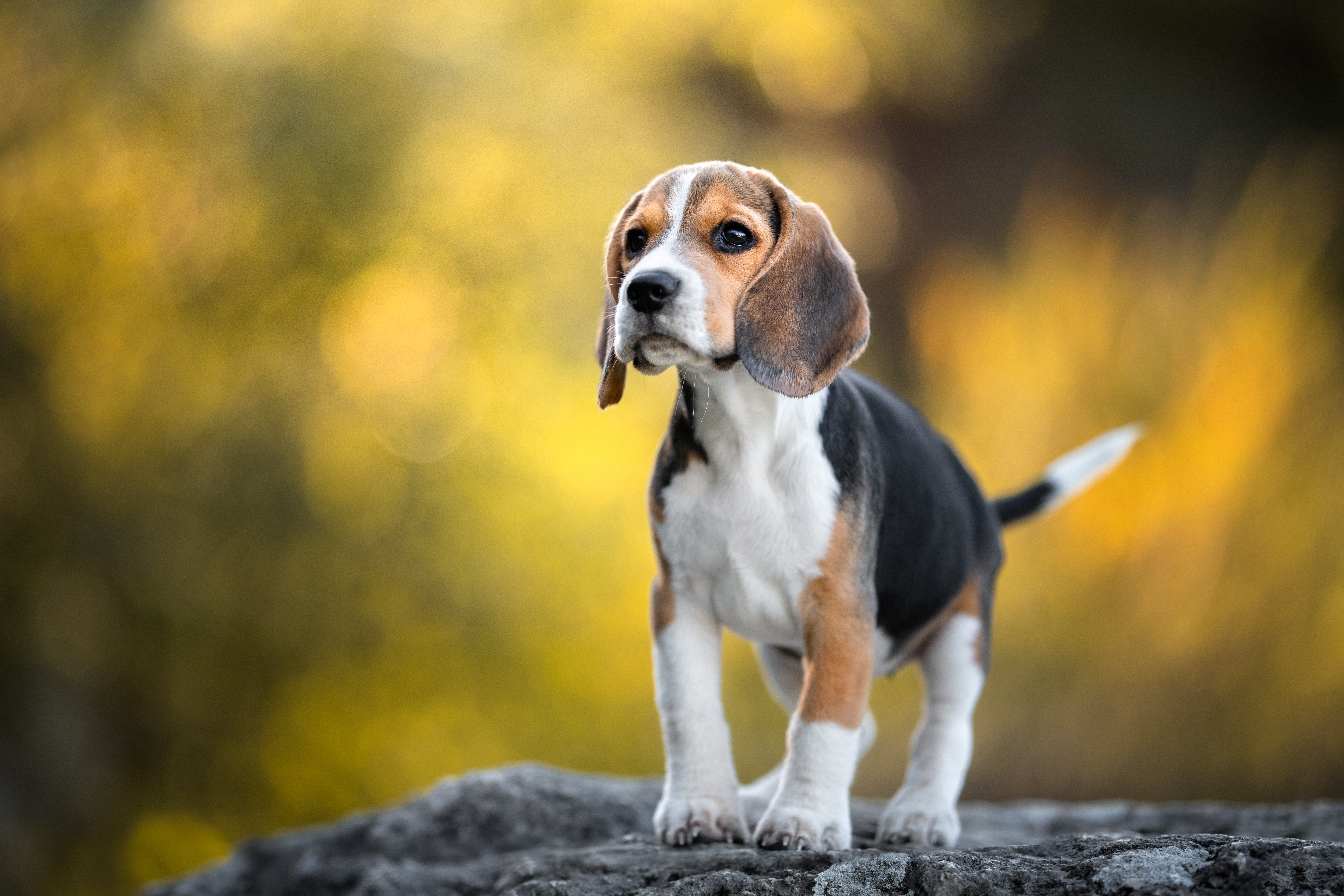 free beagle puppies near me