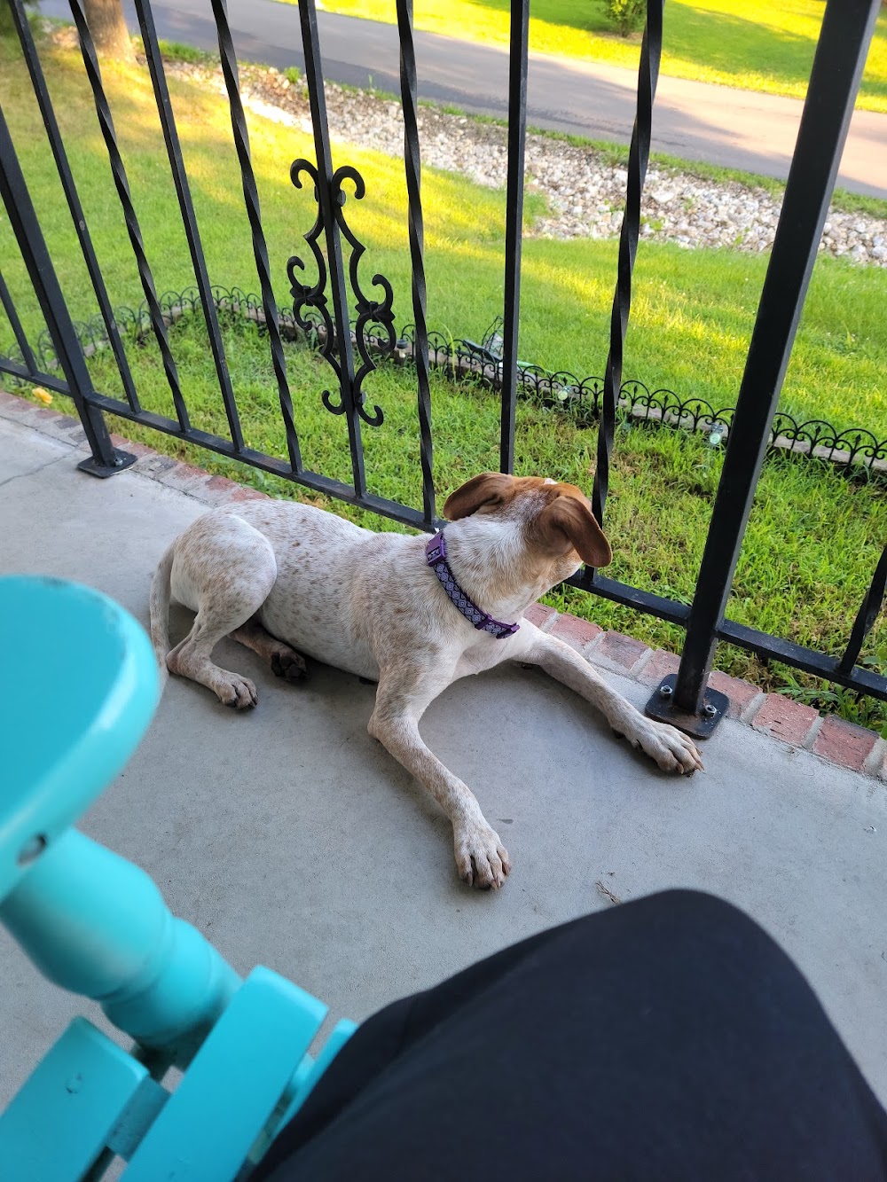 kitten and puppy division