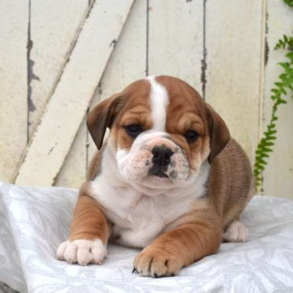 bulldog and beagle mix for sale
