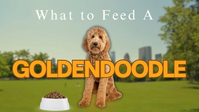best food for a goldendoodle puppy