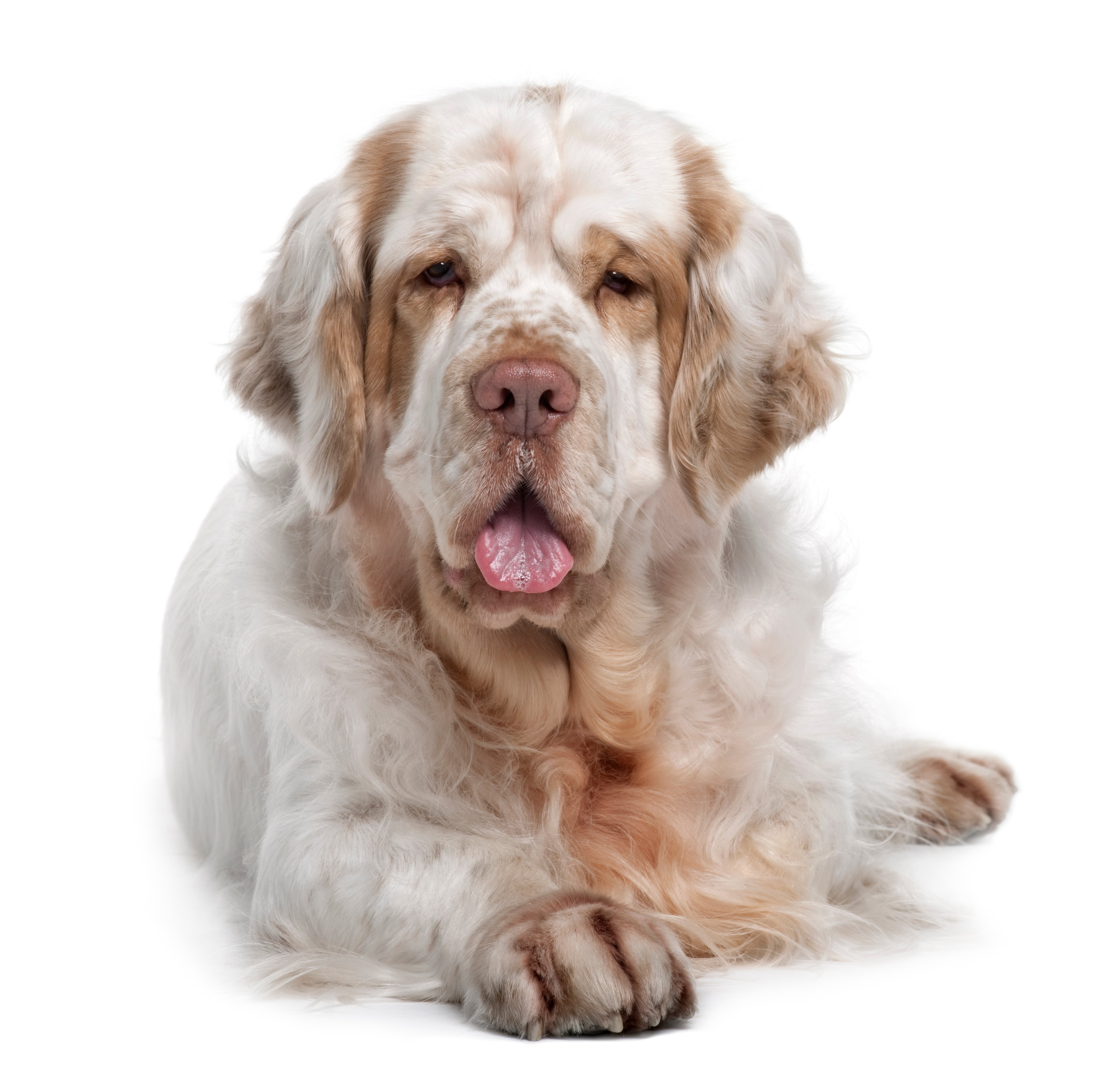 clumber spaniel cost