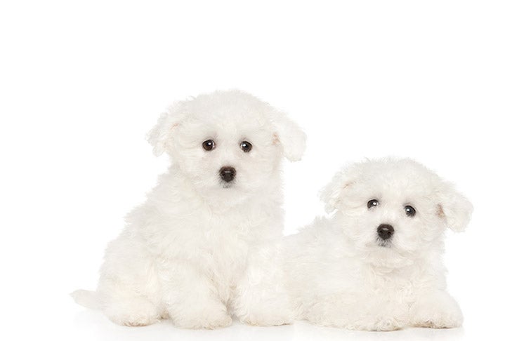 buy a bichon