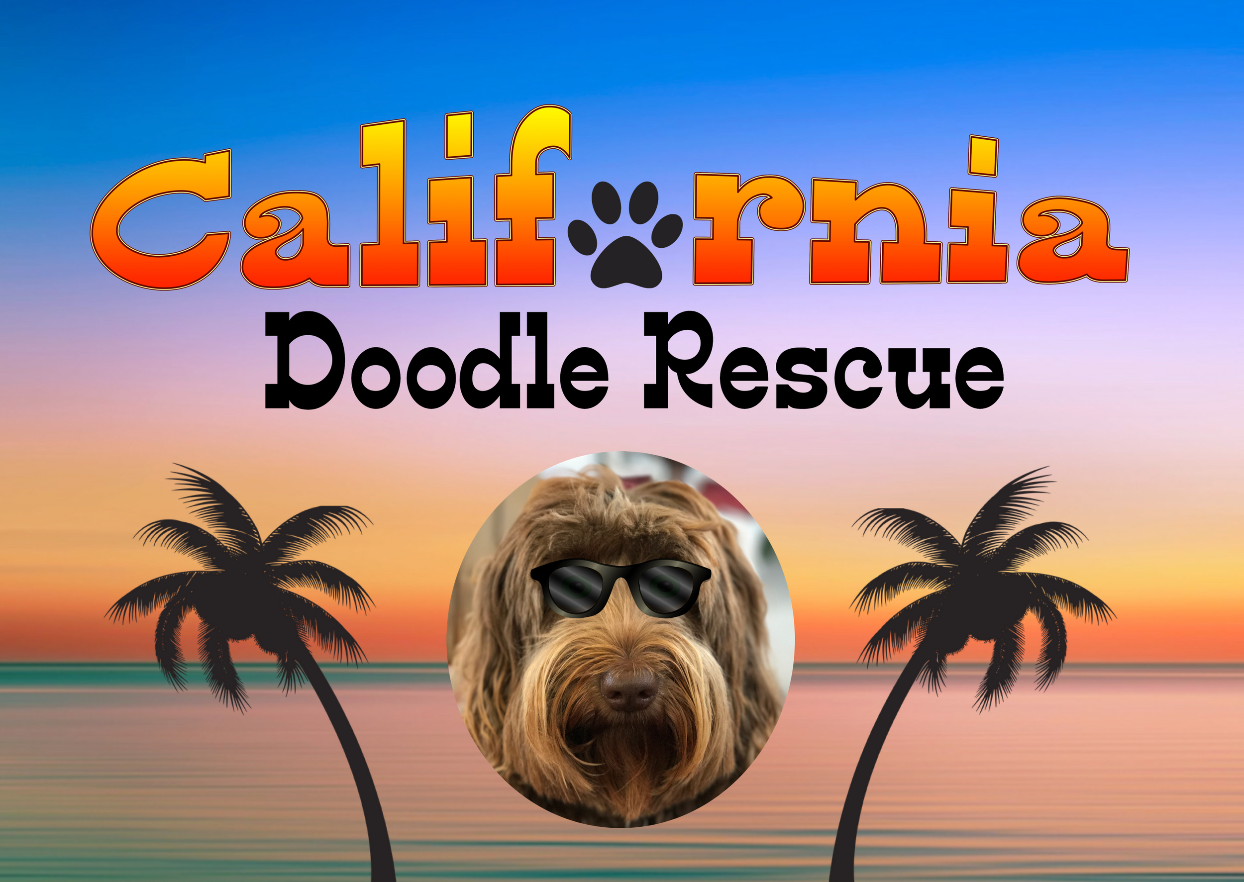 goldendoodle rescue california