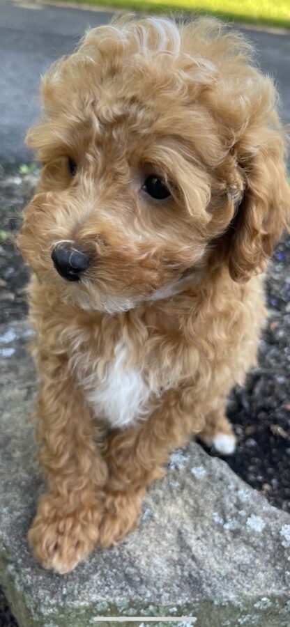 goldendoodle for sale indiana