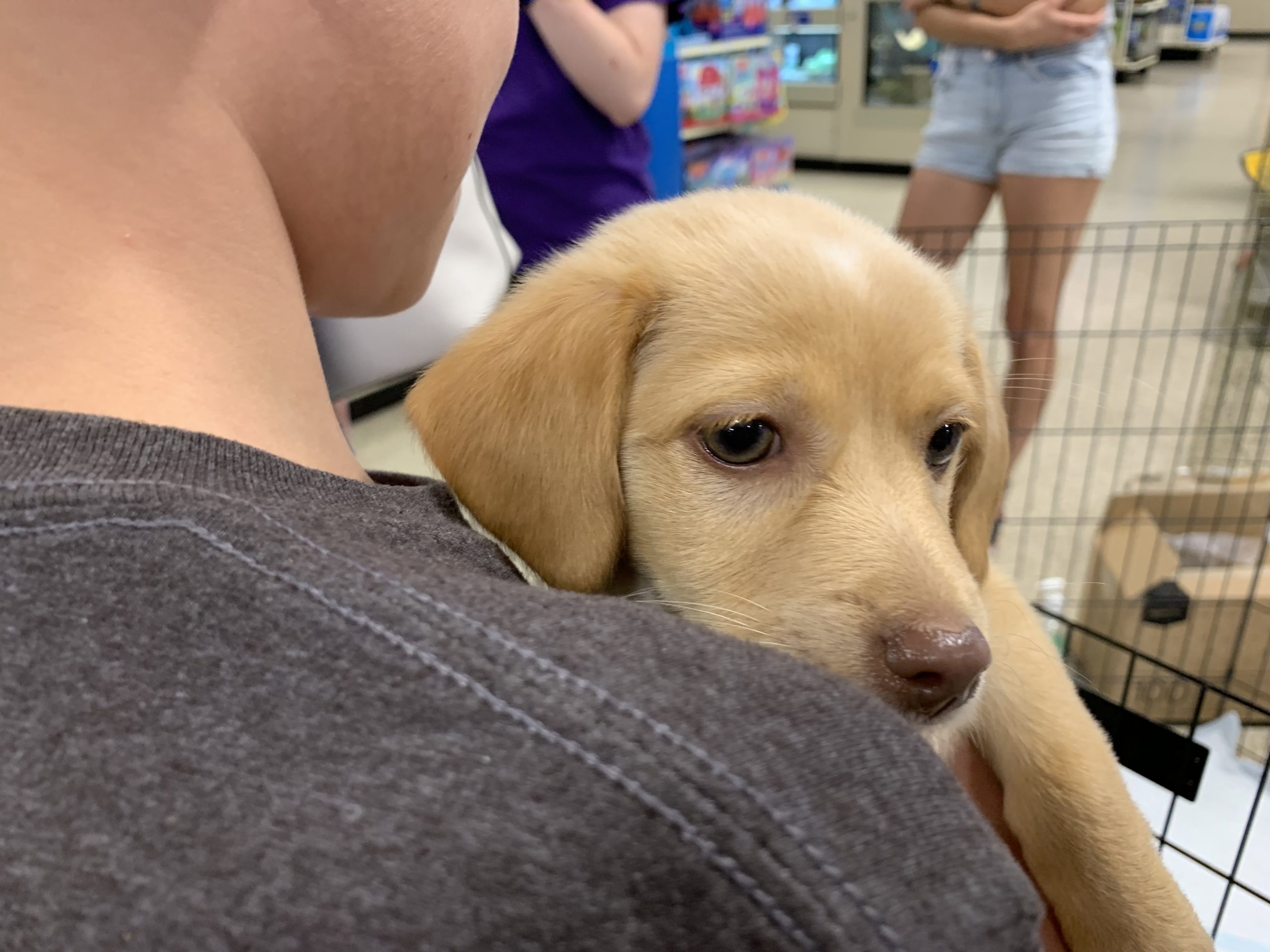 adopt a pet illinois