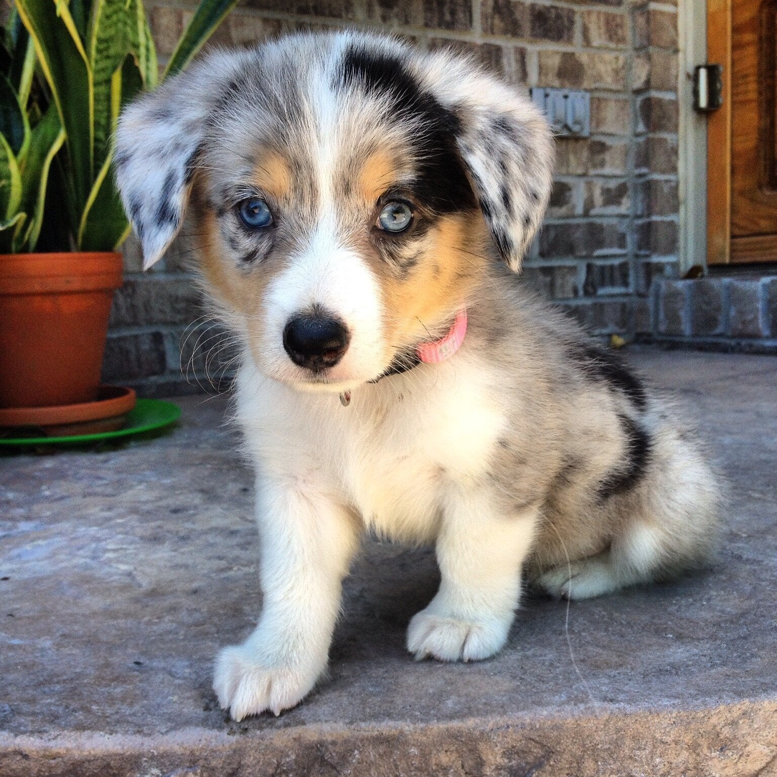aussie corgi mix puppies